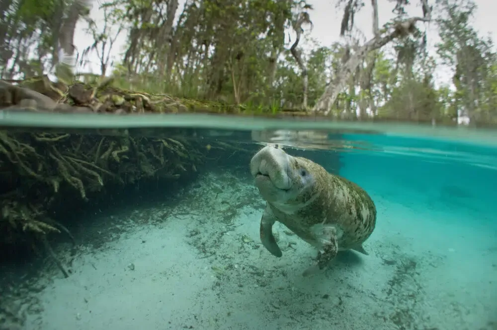 Manatee in the Crystal River, Florida