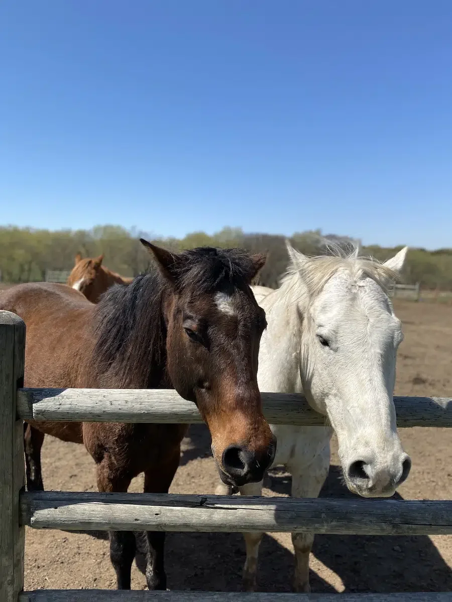 Mahoney State Park Cabins