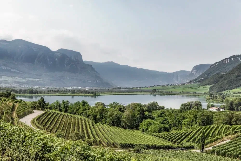 Exploring the Alto Adige vineyards