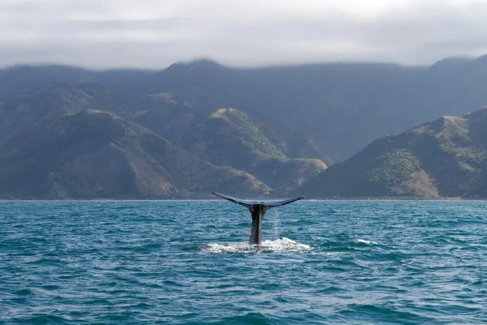 The tail of a Sperm Whale as it is going for a dive off the coast of Kaikoura, New Zealand