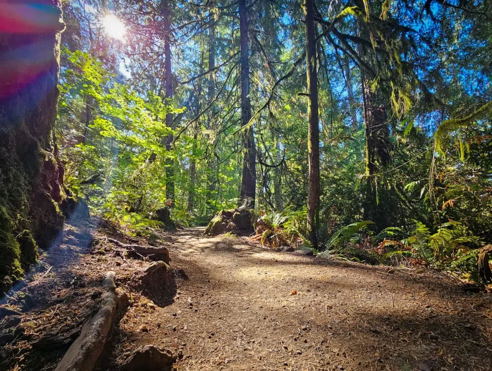 Forest bathing at Alderbrook Resort
