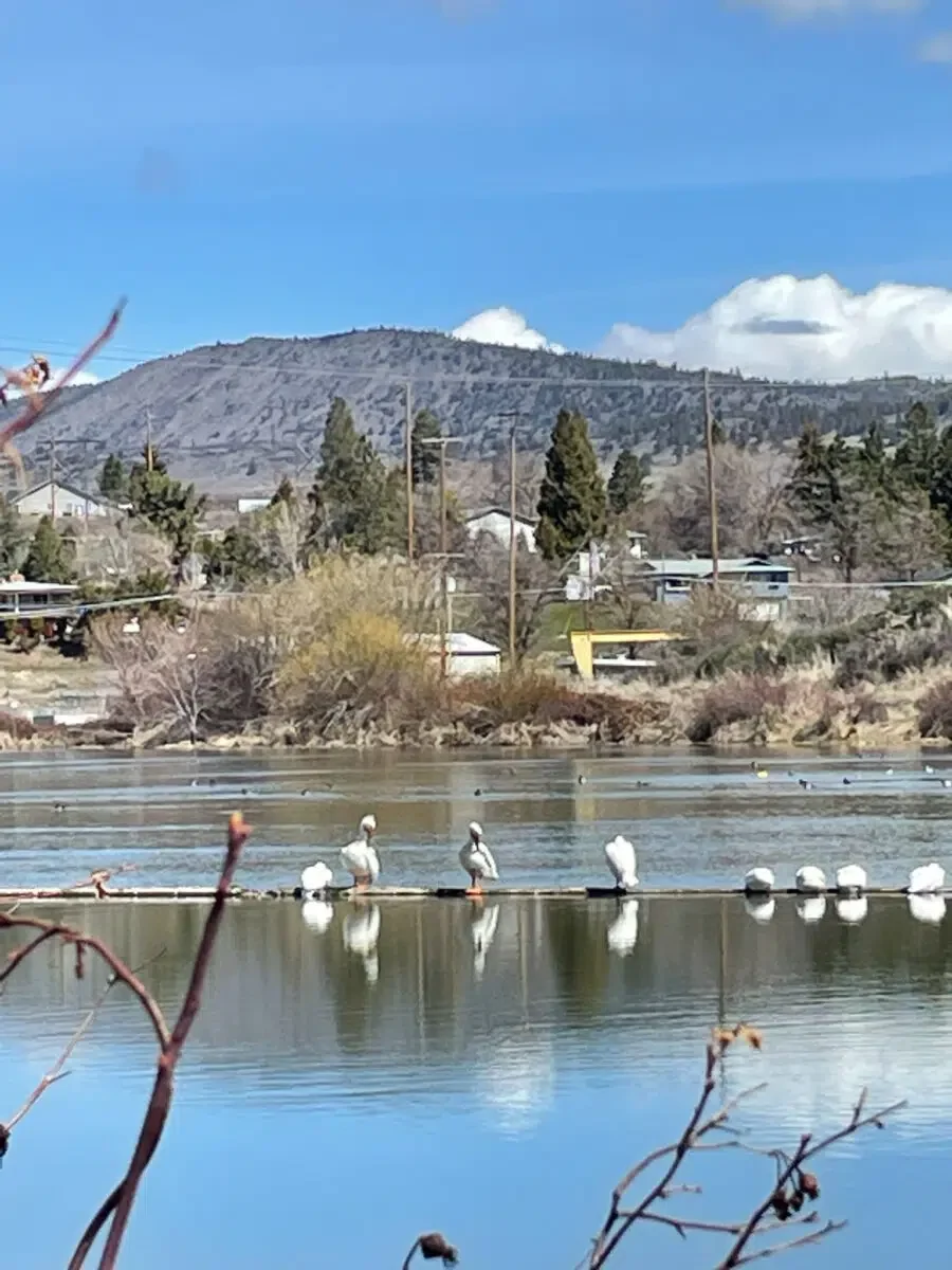 Pelicans on the Klamath River while riding with Zach's Bikes.