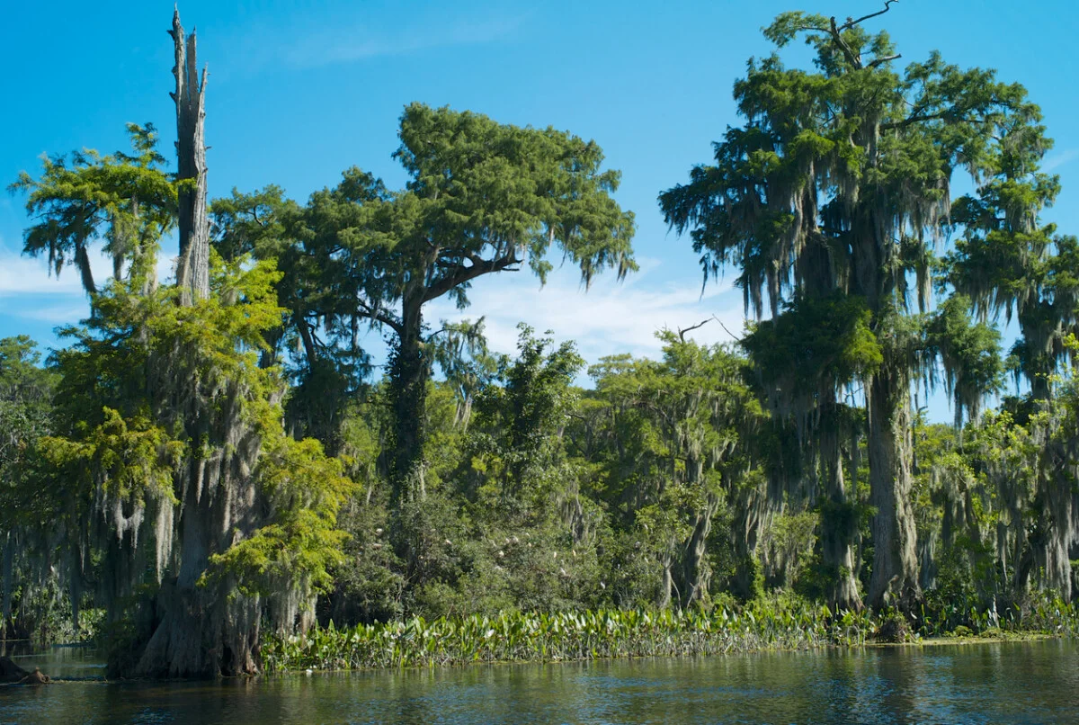 Wakulla Springs