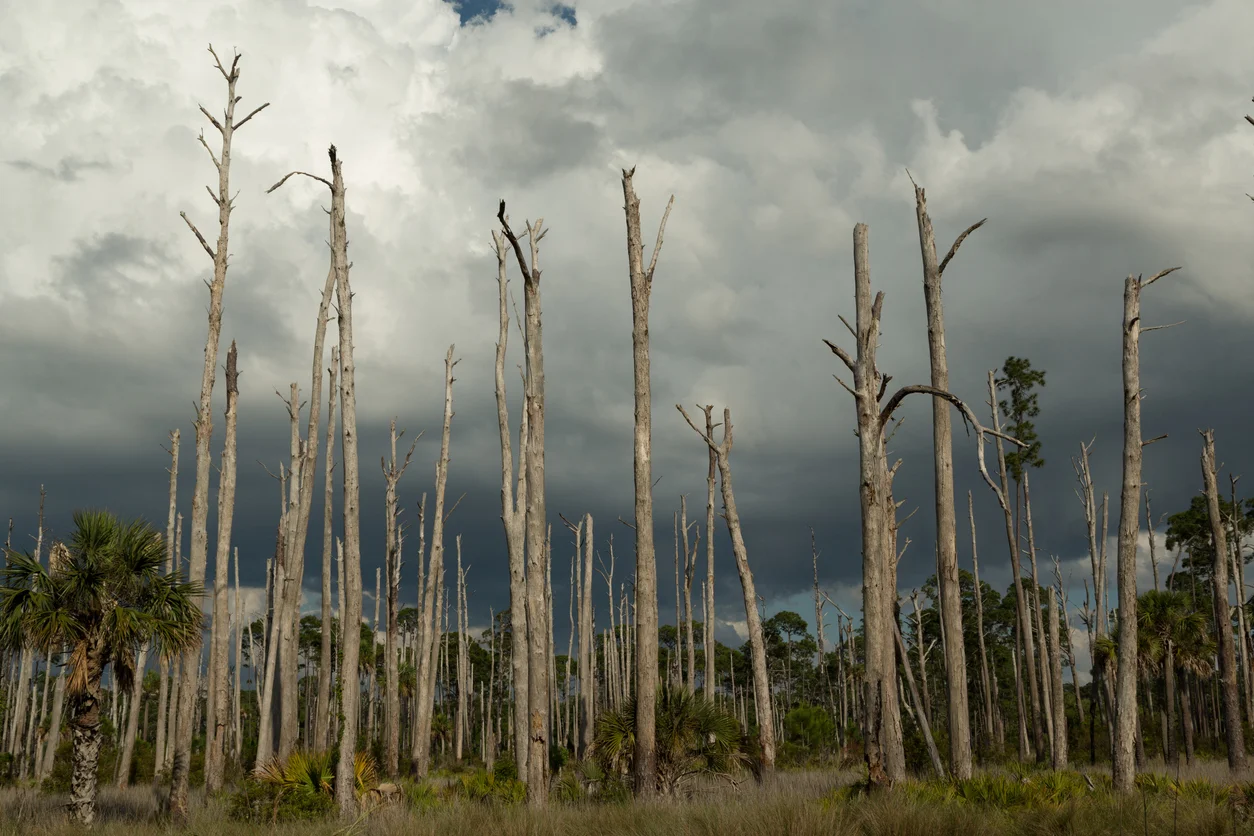 St. Marks National Wildlife Refuge, Florida Gulf Coast